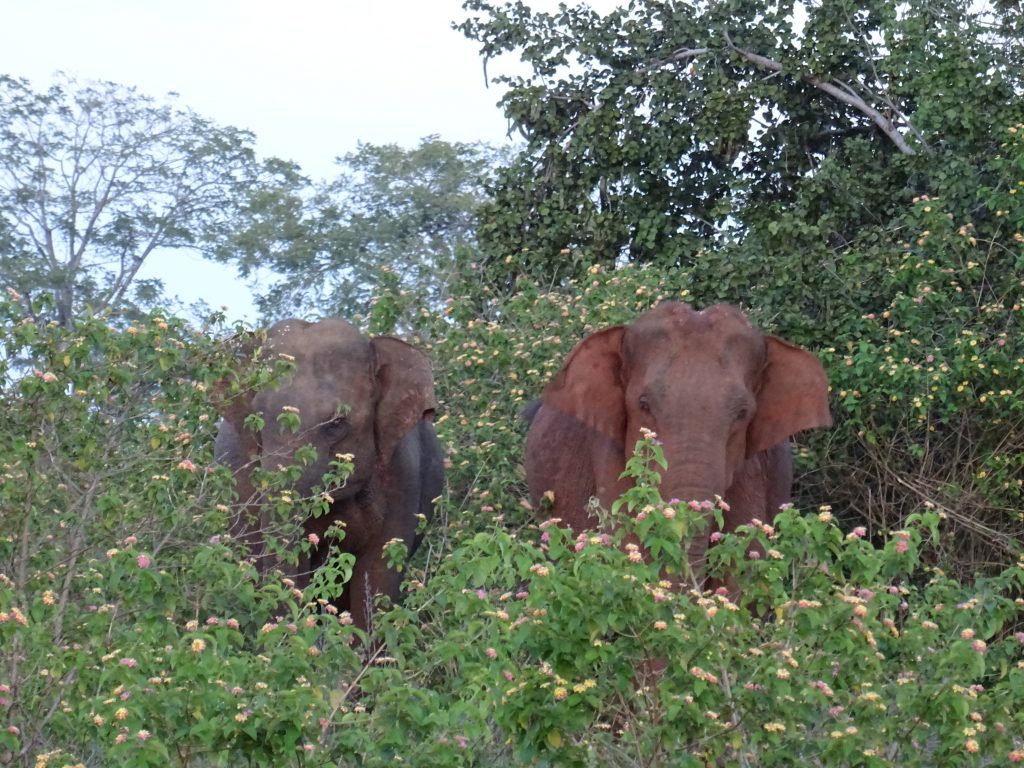 The Kingdom Eco Lodge And Farm,divocí sloni