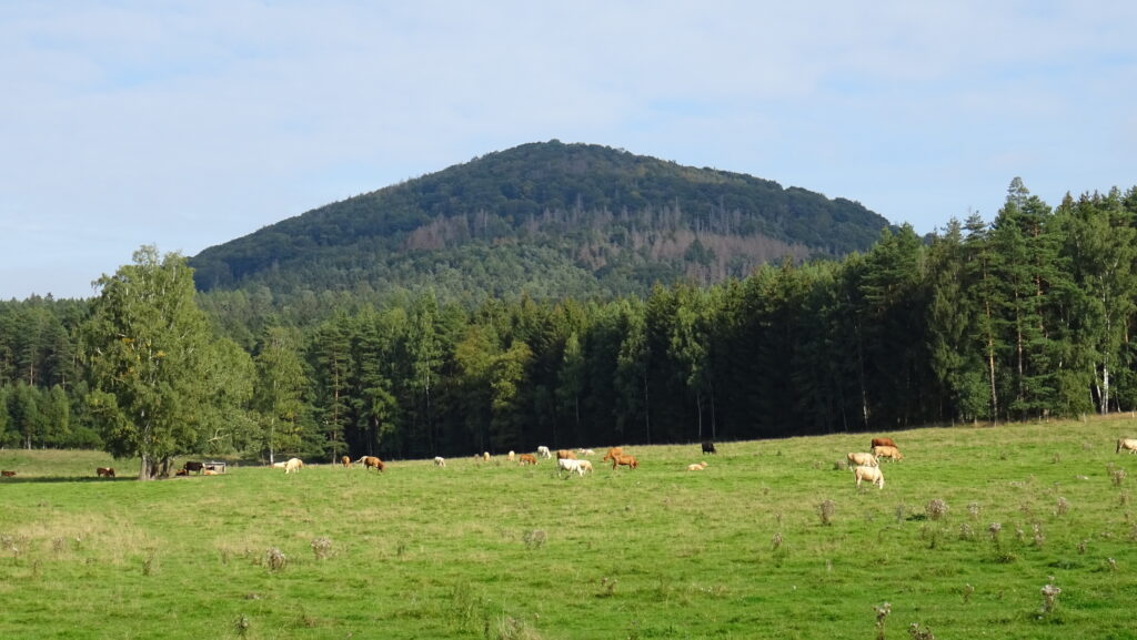 pastviny pod Jelením vrchem